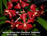 Ascda. Motes Hot Chestnut - Isabelle HCC_AOS_8579
