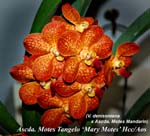 Ascda. Motes Tangelo _Mary Motes 2461