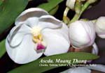 Ascda. Muang Thong (Ascda. Tubtim Velvet x V. Nakornsawan Belle)_5724