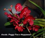 Ascda. Peggy Foo x Noppawan _0233