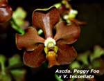 Ascda. Peggy Foo x V. tessellata_6670