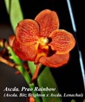 Ascda. Prao Rainbow (Ascda. Bitz Brighton x Ascda. Lenachai)_3748