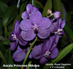 Ascda. Princess Mikasa Blue_8126