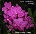 Ascda. Princess Mikasa Pink_8105