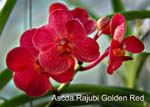 Ascda. Rajbui Golden Red_8464