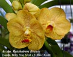 Ascda. Ratchaburi Beauty (Ascda. Betty May Steel x V. Rasri Gold)_6128