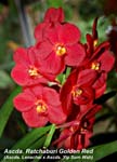 Ascda. Ratchaburi Golden Red (Ascda. Lenachai x Ascda. Yip Sum Wah)_3519
