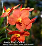 Ascda. Roslyns Best (Ascda. Fuchs Gold x Ascda. Meda Arnold)_3349