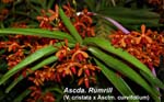 Ascda. Rumrill (V. cristata x Asctm. curvifolium)_0404