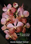 Ascda. Somsri Velvet_8656