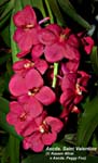 Ascda. Sts Valentine_8109
