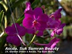 Ascda. Suk Samran Beauty _2913
