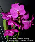 Ascda. Suk Sumran Beauty (V. Gordon Dillon x Ascda. Yip Sum Wah) _0237