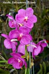 Ascda. Suksamran Beauty_5192