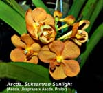 Ascda. Suksamran Sunlight_3774