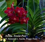 Ascda. Sweet Pea (V. bensonii x Ascda. Peggy Foo)_2430