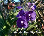 Ascda. Thai Sky Blue_4136