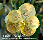 Ascda. Thai Spots_5739