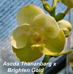 Ascda. Thananbarg x Brighteb Gold_0830