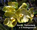 Ascda. Thananbarg x V. Hollingsworth_2930