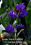 Ascda. Varut Fuchsia x V. Gordon Dillon_2436