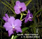 Ascda. Varut Fuchsia x V. Gordon Dillon_5053