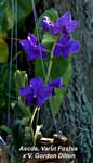 Ascda. Varut Fushia x V. Gordon Dillon_2437