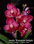 Ascda. Watsatree Delight_9689