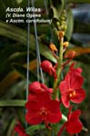 Ascda. Wilas (V. Diane Ogawa x Asctm. curvifolium)_2924