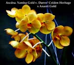 Ascda. Yamisa Gold v. Darres Colden Heritage x Ananti Gold 2316