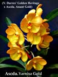 Ascda. Yarnisa Gold 2710