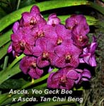 Ascda. Yeo Geck Bee x Ascda Tan Chai Bee._2369