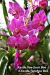 Ascda. Yeo Geck Bee x Ascda Tanchou Bee_8411