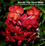Ascda. Yip Sum Wah_8583