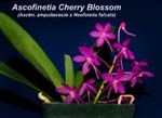 Ascofinetia Cherry Blossom_5762