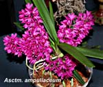 Asctm. ampullaceum_0581