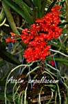Asctm. ampullaceum_7830