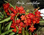 Asctm. curvifolium_3510