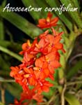 Asctm. curvifolium_3612