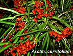 Asctm. curvifolium_9901
