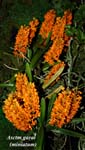 Asctm. garai   (miniatum)_9696