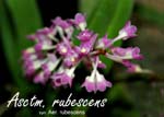 Asctm. rubescens_3506