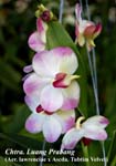 Chtra. Luang Prabang (Aer. lawrenciae x Ascda. Tubtim Velvet)_6734