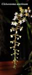 Cleisostoma anetinum_9983
