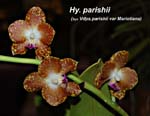 Hy. parishii_9907