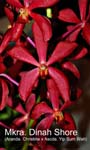 Mkra. Dinah Shore (Aranda. Christine x Ascda. Yip Sum Wah)_0969