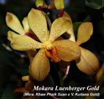 Mkra. Luenberger Gold_0172