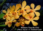 Mkra. Nauchie Eric (Mkra. Sayan x V. Thailand Gold)_5575