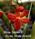 Mkra. Sayan x Ascda. Meda Arnold_5637
