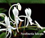 Neofinetia falcata_0546